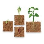 Life Cycle of a Green Bean Plant