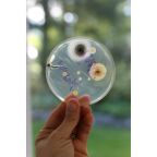 Petri Dish & Agar Kit