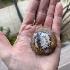 Authentic Ammonite Fossil