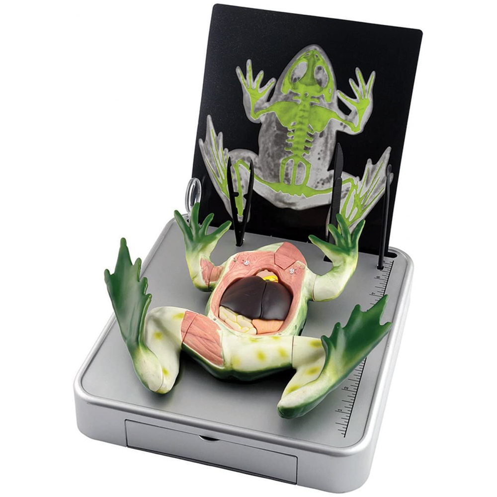 Simulate Frog Dissection Kit