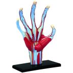 Anatomy of the Hand