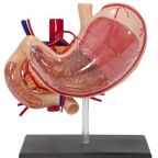 Anatomy of a Stomach
