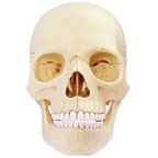 Anatomy of a Human Skull