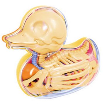 a rubber duck