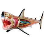 Anatomy of a Great White Shark