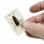 Bug Blocks - Scorpion, Giant Ant, Wasp & Spiked Spider