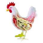 Anatomy of Chicken