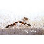 Insect Flash Cards