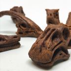 Small Dino Skulls