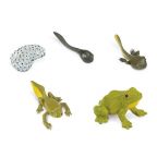 Life Cycle of a Frog Set