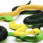 Small Snakes